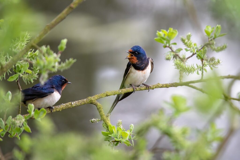 barn swallows, ornithology, migratory birds-8022044.jpg