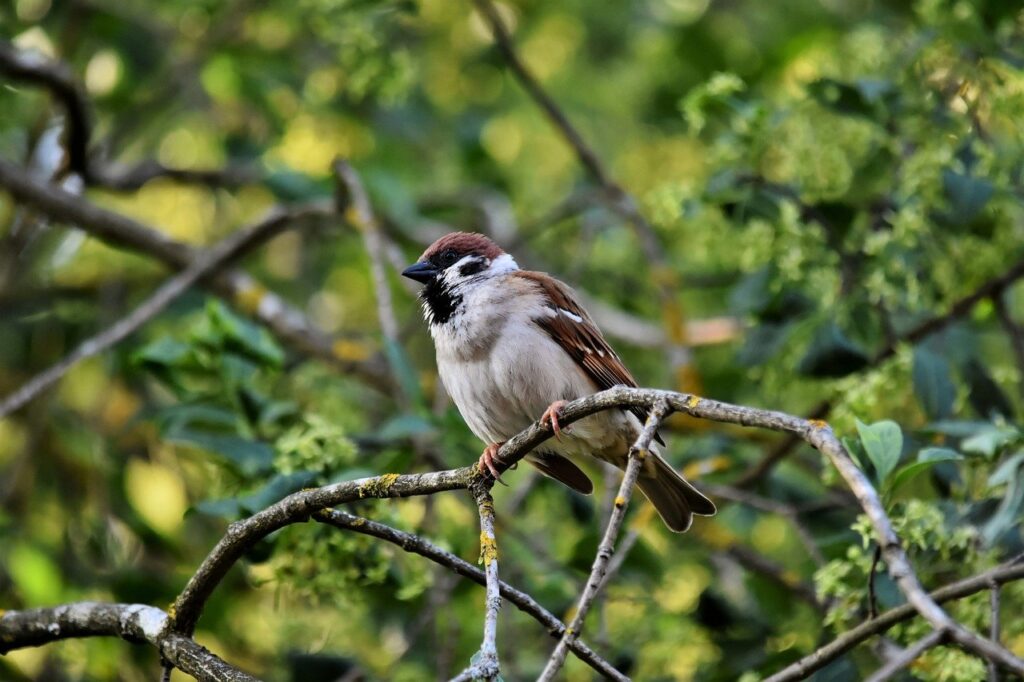 bird, sparrow, songbird-8023209.jpg