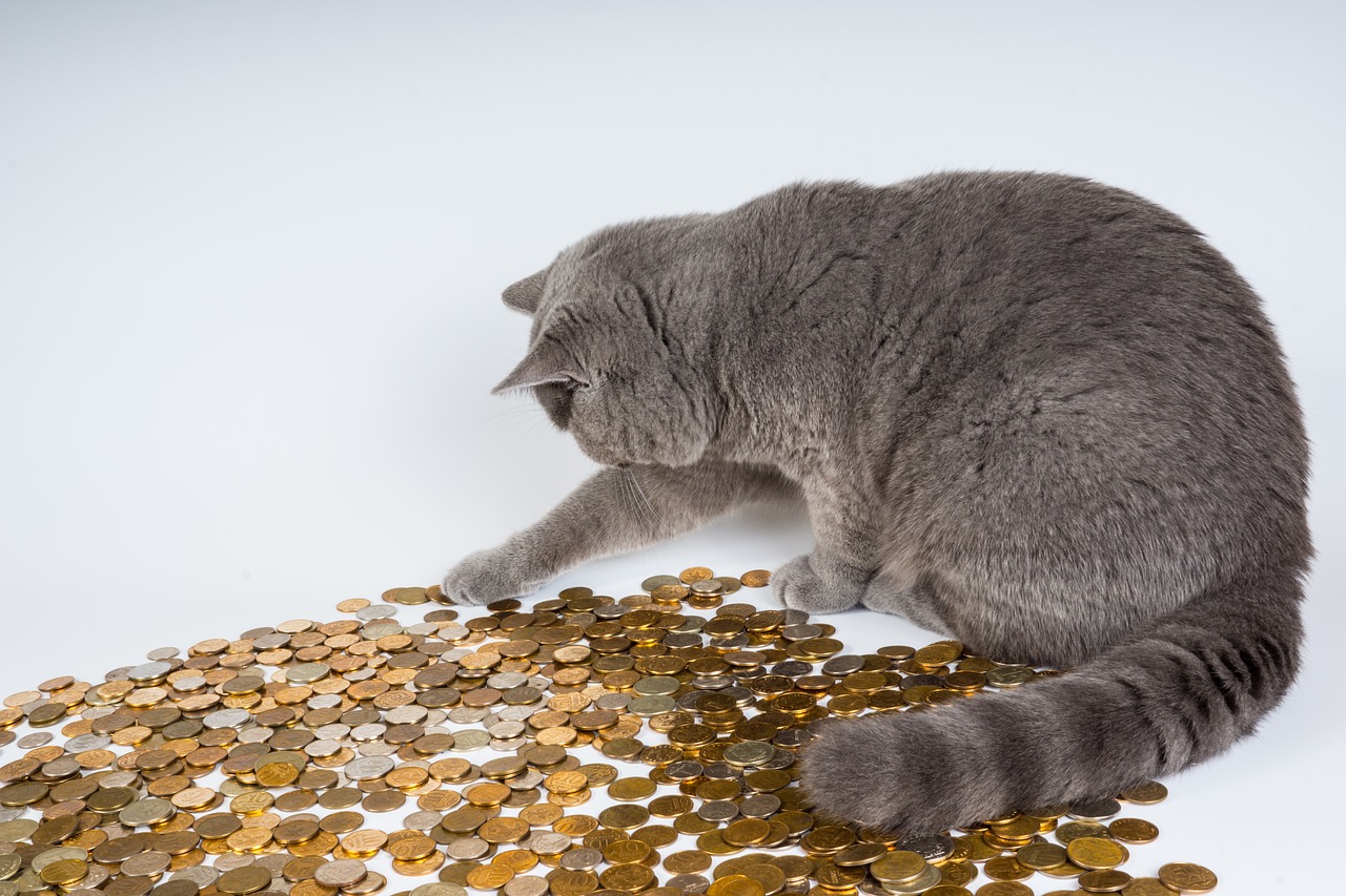 cat, kittens, animals-602944.jpg