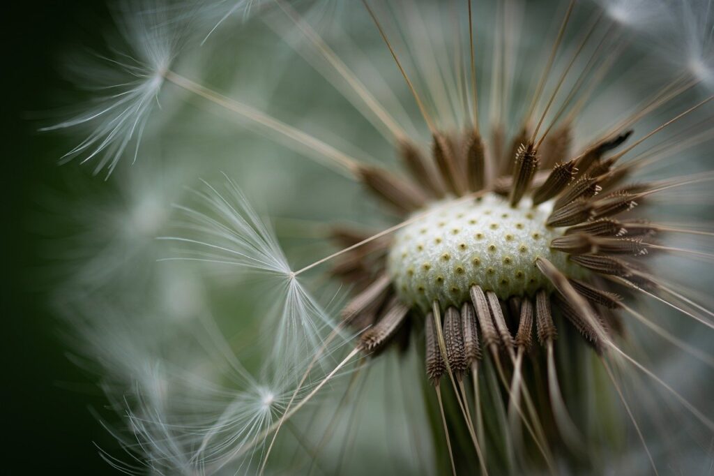 dandelion, faded, fluff seeds-8018952.jpg