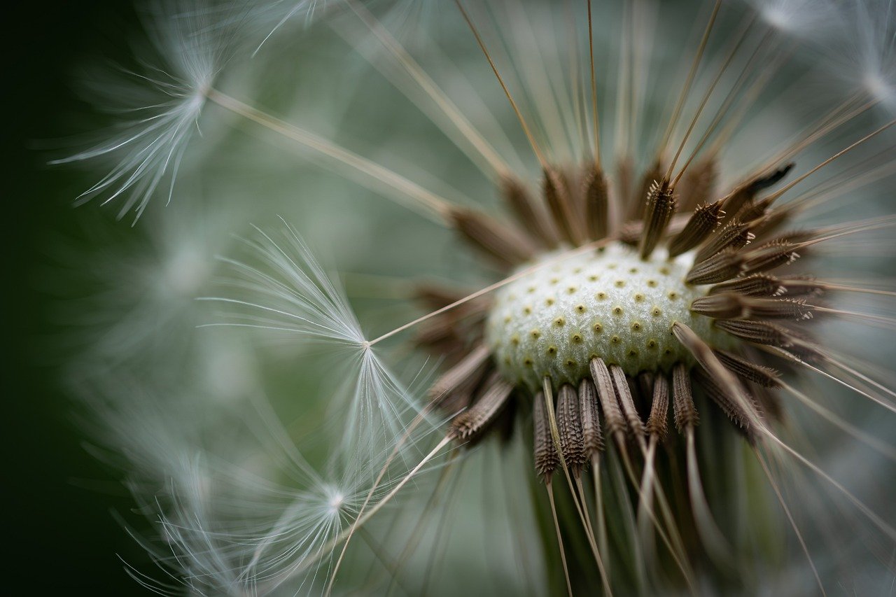 dandelion, faded, fluff seeds-8018952.jpg