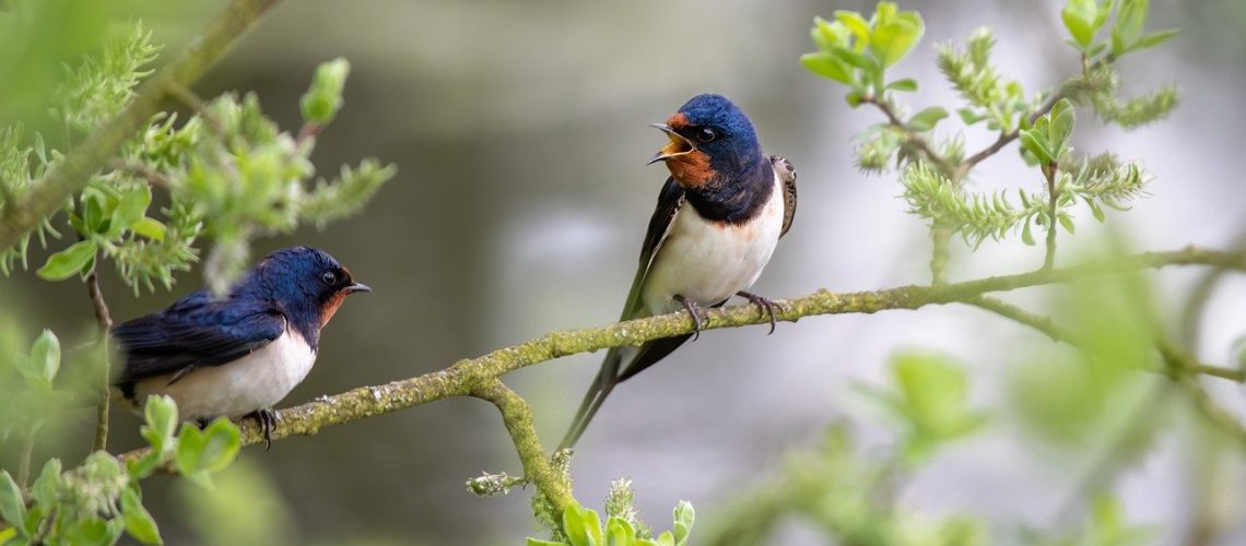barn swallows, ornithology, migratory birds-8022044.jpg