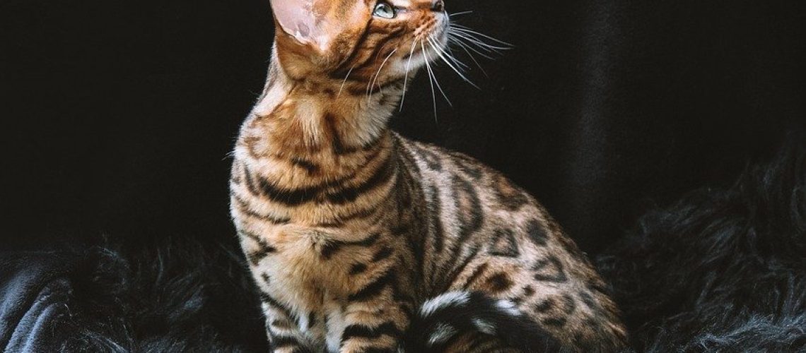 bengal-cat-cat-pet-8012976 bengal cat, cat, pet-8012976.jpg
