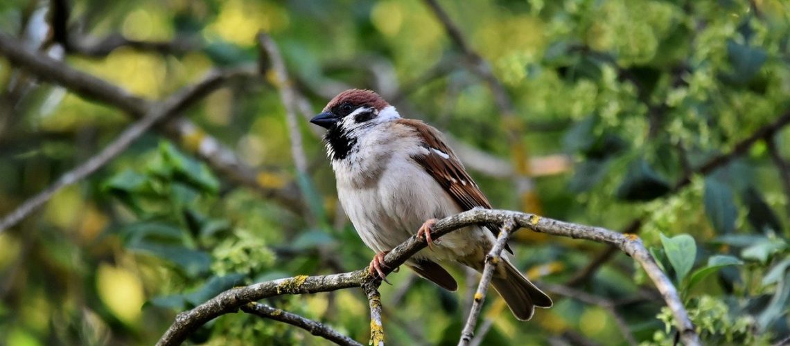 bird, sparrow, songbird-8023209.jpg