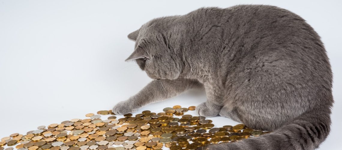 cat, kittens, animals-602944.jpg