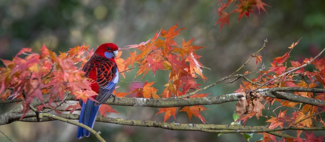 crimson-rosella-parrot-bird-8020885