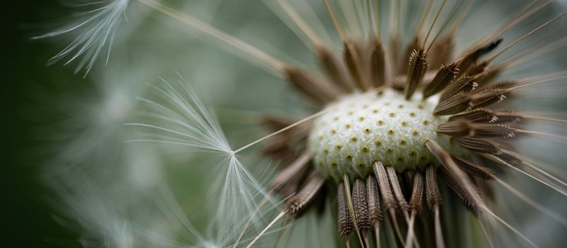 dandelion-faded-fluff-seeds-8018952 dandelion, faded, fluff seeds-8018952.jpg