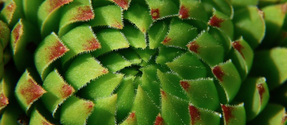thick-leaved plant, sedum, fatty plant-8014565.jpg